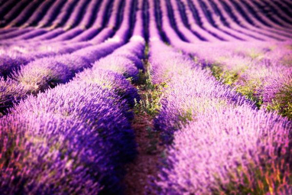 Lavender Essential Oil