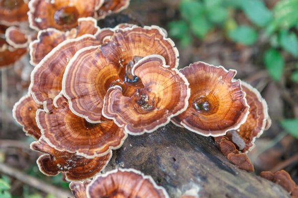 Organic Reishi Mushroom